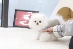 "Lil Miss CareBear"Adorable 6 month old Pom Baby Girl Available ~2.1 lb @ 6 months! Super tiny baby girl and so fluffy!