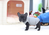 Adorable, Precious Paige ~ Adorable Mini French Bulldog...CRAZY TINY 2.9 lbs now at 3.5 months! Super adorable and playful! Available UPDATED Pics/Video 2/8/18 SOLD TO TRICIA!