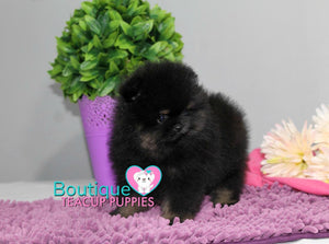 Amazing Madonna ~ Gorgeous Micro Teacup Black/Tan Baby Girl! Est 2.5 lbs full grown! Tiny and compact SOLD TO DENISE in NC!