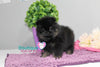 Amazing Madonna ~ Gorgeous Micro Teacup Black/Tan Baby Girl! Est 2.5 lbs full grown! Tiny and compact SOLD TO DENISE in NC!