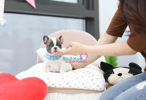 Gorgeous Blue Pied Male Frenchie "Igor" ~ Adorable Mini French Bulldog Puppy Available!