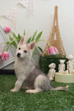 Pomsky Baby Boy " Alister" Handsome, playful Mini Pomsky Boy Available!