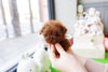 Baby BeBe SUPER TINY Micro Sized Baby Poodle GIRL! TEDDY BEAR FACE! Available