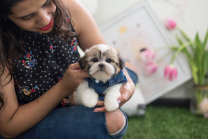 Adorable Bentley ~ Gorgeous Zuchon ( shih-tzu/bichon) aka Teddy Bear SOLD TO MEXICO! NEW LITTER COMING of 3 males and 2 females!