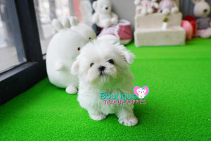 Precious Lil Captain Beautiful, Short Baby Doll Faced Maltese Baby Boy Available! Super cute <3