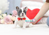 Gorgeous Blue Pied Male Frenchie "Igor" ~ Adorable Mini French Bulldog Puppy Available!