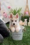 Pomsky Baby Boy " Alister" Handsome, playful Mini Pomsky Boy Available!