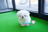 Gorgeous Baby Doll Micro Teacup Maltese "Marla" Elite Top Quality Baby Girl ~ SOLD TO CHAMIK IN TX!