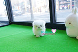 Gorgeous Baby Doll Micro Teacup Maltese "Marla" Elite Top Quality Baby Girl ~ SOLD TO CHAMIK IN TX!