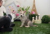 Pomsky Baby Boy " Alister" Handsome, playful Mini Pomsky Boy Available!