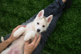 Pomsky Baby Boy " Alister" Handsome, playful Mini Pomsky Boy Available!