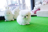 Gorgeous Baby Doll Micro Teacup Maltese "Marla" Elite Top Quality Baby Girl ~ SOLD TO CHAMIK IN TX!