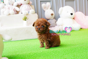 Adorable Baby Casey SUPER TINY Micro Sized Baby Poodle BOY! TEDDY BEAR FACE! Available