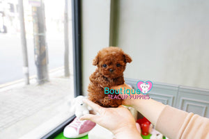 Adorable Baby Casey SUPER TINY Micro Sized Baby Poodle BOY! TEDDY BEAR FACE! Available