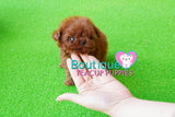 Baby BeBe SUPER TINY Micro Sized Baby Poodle GIRL! TEDDY BEAR FACE! Available