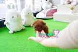 Baby BeBe SUPER TINY Micro Sized Baby Poodle GIRL! TEDDY BEAR FACE! Available