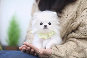 The Gorgeous TINY 1.5 lbs @ 5 months Polar Bear Micro “Jada” <3 Polar White !!! Perfect!! In coat change! AVAILABLE!