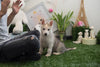 Pomsky Baby Boy " Alister" Handsome, playful Mini Pomsky Boy Available!