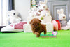 Baby BeBe SUPER TINY Micro Sized Baby Poodle GIRL! TEDDY BEAR FACE! Available