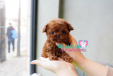 Adorable Baby Casey SUPER TINY Micro Sized Baby Poodle BOY! TEDDY BEAR FACE! Available