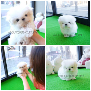 Gorgeous Baby Doll Micro Teacup Maltese "Marla" Elite Top Quality Baby Girl ~ SOLD TO CHAMIK IN TX!