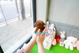 Baby BeBe SUPER TINY Micro Sized Baby Poodle GIRL! TEDDY BEAR FACE! Available