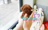 Baby BeBe SUPER TINY Micro Sized Baby Poodle GIRL! TEDDY BEAR FACE! Available