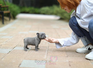 Baby Rocky Gets Super Excited When He To Go On Walks <3 Handsome !!! Luxurious Blue Coat !! ....