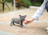 Baby Rocky Gets Super Excited When He To Go On Walks <3 Handsome !!! Luxurious Blue Coat !! ....