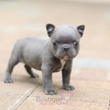 Baby Rocky Gets Super Excited When He To Go On Walks <3 Handsome !!! Luxurious Blue Coat !! ....