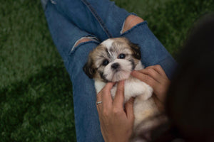 Adorable Bentley ~ Gorgeous Zuchon ( shih-tzu/bichon) aka Teddy Bear SOLD TO MEXICO! NEW LITTER COMING of 3 males and 2 females!