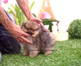 Handsome Stunning Micro Teacup "Hawk" ~ Super Tiny Show Stopper! Estimating 2.5 lbs full grown! PEDIGREE AVAILABLE!