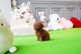 Adorable Baby Casey SUPER TINY Micro Sized Baby Poodle BOY! TEDDY BEAR FACE! Available