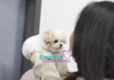 Lil VIP CLASS “Snowflake” Showers Us With The Gift Of Love <3 ... Teddy Bear Poodle !! Huge Baby Doll Eyes!! Majestic Coloring !! Luxurious Quality !! ....  1 LB AT 3.5 MONTHS OLD! SUPER TINY!! AVAILABLE!