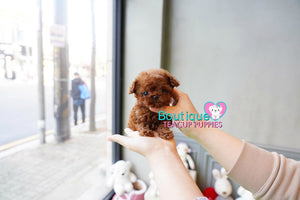 Adorable Baby Casey SUPER TINY Micro Sized Baby Poodle BOY! TEDDY BEAR FACE! Available