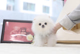 "Lil Miss CareBear"Adorable 6 month old Pom Baby Girl Available ~2.1 lb @ 6 months! Super tiny baby girl and so fluffy!