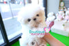 Gorgeous Baby Doll Micro Teacup Maltese "Marla" Elite Top Quality Baby Girl ~ SOLD TO CHAMIK IN TX!