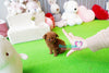 Adorable Baby Casey SUPER TINY Micro Sized Baby Poodle BOY! TEDDY BEAR FACE! Available