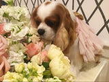 Dog dress, Dog clothes, Dog wedding dress