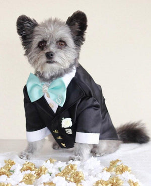 Dog Tuxedo