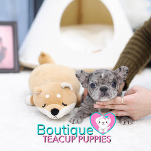 Lil “Kassie” Melts Our Hearts With Her Adorable Looks <3 .... VIP Quality !!! Super Tiny For Frenchie !!! Super Adorable Face !!! ... Mini Blue Merle French Bulldog ....**Sold to Brea**