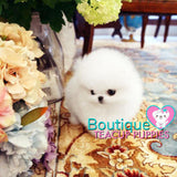 Luxurious Micro “Prada” Is A High End Sweetheart <3 ... VIP Exclusive !! Elite Quality !!  Super Tiny !! .... Micro Ice White Pomeranian ....**Available**