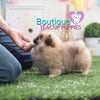 Handsome Baby “Nathan” Loves A Fun Play Session With Family <3 ... Beautiful Color !! Darling Features !! Wonderful Personality !! .... Micro Orange Pekingese ....**Available**