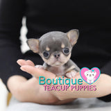 Lil “Azul” Makes Us All Want A Micro Chihuahua <3 ... Gorgeous Coloring !! Incredible Apple Head !! Top Tier Quality !!  .... Micro Blue & Tan Chihuahua ....SOLD to CA!