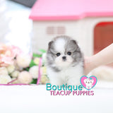 Beauteous Lil “Alaska” Is A True Headliner <3 ... Platinum Quality!! Fabulous Beauty !!  Extreme Polar Bear Features !! .... Micro Polar Parti Pomeranian ....**Available**