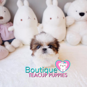 Meet The Chipper & Caring Baby “Jax” <3 ...  Beautiful Build !! Superb Quality !! Glamorous Shaggy Coat !! .... Micro White & Red Shih Tzu ....**Available**