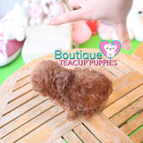 Happiness Radiates From The Adorable Baby “Harley” <3 ... Superb Quality Level !! Extreme Teddy Bear !! VIP Puppy !!! .... Micro Red Poodle ....**SOLD TO JOSEPH and Family**