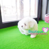 Lil “Lexus” Loves To Play Outside In The Bright Sun<3 ... Luxurious !! Supreme Quality !! .... Mini Cotton White Coton de Tulear ....**Available**