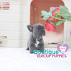 Precious Baby “Diamond” Is Everything You Want In A Luxury Puppy <3 .... VIP Quality !!! Super Tiny !!! Fantastic Features !!! ... Mini Blue Bulldog ...SOLD to Feldman family!