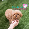 It Doesn’t Get Anymore Adorable Baby “Biscuit”<3 ... Teddy Bear Poodle !! Luxurious Coat Factor !! Gorgeous !!! .... Micro Apricot Poodle ....**Available**